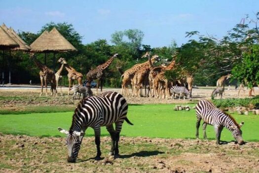 University of Ibadan Zoo
