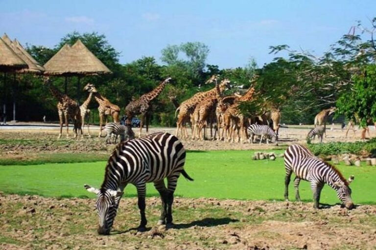 University of Ibadan Zoo: Animals, Visiting Hours, Ticket Price, Location and What to Expect (2026)