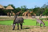 University of Ibadan Zoo: Animals, Visiting Hours, Ticket Price, Location and What to Expect (2026)